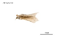 藏品(扇毒蛾)的圖片